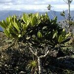 Myodocarpus crassifolius Hábito