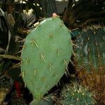 Opuntia orbiculata برگ