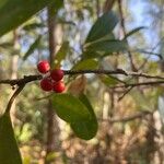 Ilex cassine Fruit