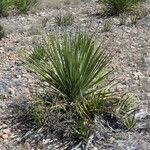 Dasylirion texanum Habit