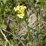 Lithospermum incisum Staniste