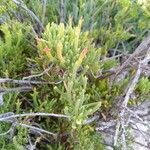 Arthrocnemum macrostachyum Likasa