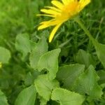 Doronicum columnae Blomst