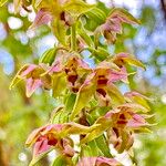 Epipactis helleborine Blüte