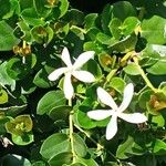 Carissa macrocarpa Flor