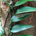 Vanilla planifolia Φύλλο