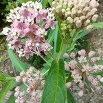 Asclepias incarnata Blüte