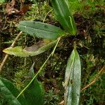 Polystachya lejolyana Leaf