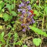 Orobanche nana Habit