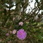 Melaleuca nesophila Flower