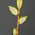 Vaccinium microcarpum Leaf