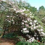 Rhododendron vernicosum Характер