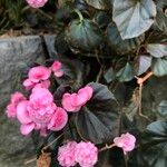 Begonia cucullata cv. 'Doublet Rose Pink' Habitus