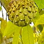 Annona squamosa Vrucht