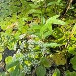 Sium latifolium Flor