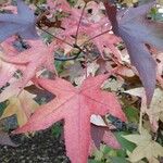 Liquidambar styraciflua Leaf