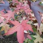 Liquidambar styracifluaList