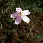 Lygodesmia grandiflora Flor