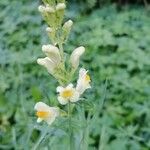 Linaria vulgaris Blomst