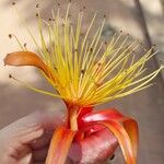 Adansonia za Flower