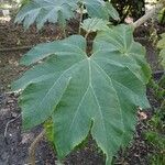 Tetrapanax papyrifer 叶