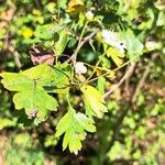 Crataegus laevigata Blatt