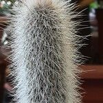 Cleistocactus hyalacanthus Liść