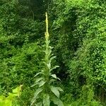 Verbascum densiflorumFlower