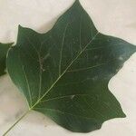 Liriodendron chinense Leaf