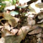 Actinostachys pennula Blüte