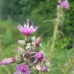 Cirsium palustre Blodyn