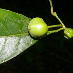 Gymnanthes riparia Fruto