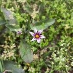 Sisyrinchium rosulatum Квітка