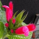 Salvia oxyphora Flower