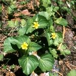 Viola purpurea Habitus