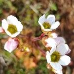 Saxifraga carpetana फूल