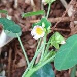 Oxalis barrelieri Flor