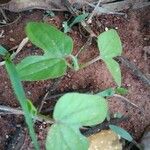 Ipomoea nil Leaf