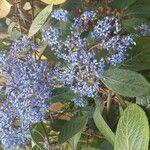 Hydrangea febrifuga Цветок