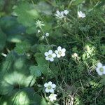 Arenaria balearica Hábito