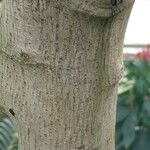 Senna surattensis Corteza