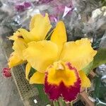 Cattleya spp. Floare