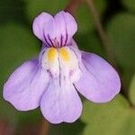 Cymbalaria muralis Flower