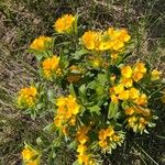 Lithospermum canescens Flower
