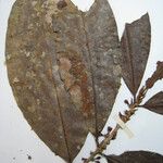 Erythroxylum macrophyllum Други