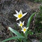 Tulipa gesnerianaÇiçek