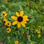 Rudbeckia trilobaFiore