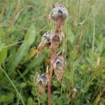 Campanula barbata Fruto