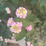 Lantana camaraBlodyn