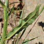 Crepis conyzifolia Escorça